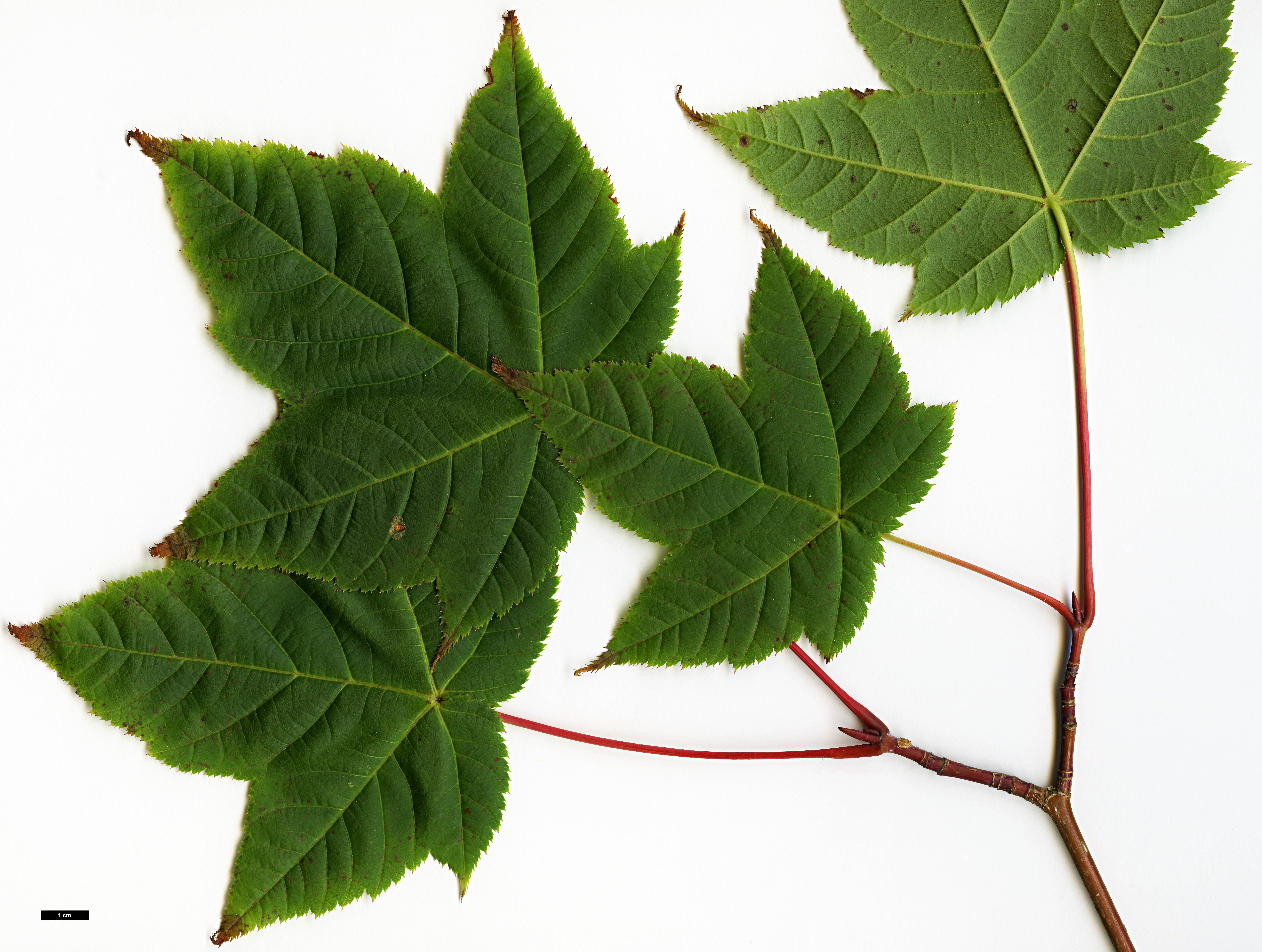 High resolution image: Family: Sapindaceae - Genus: Acer - Taxon: HWJ 569